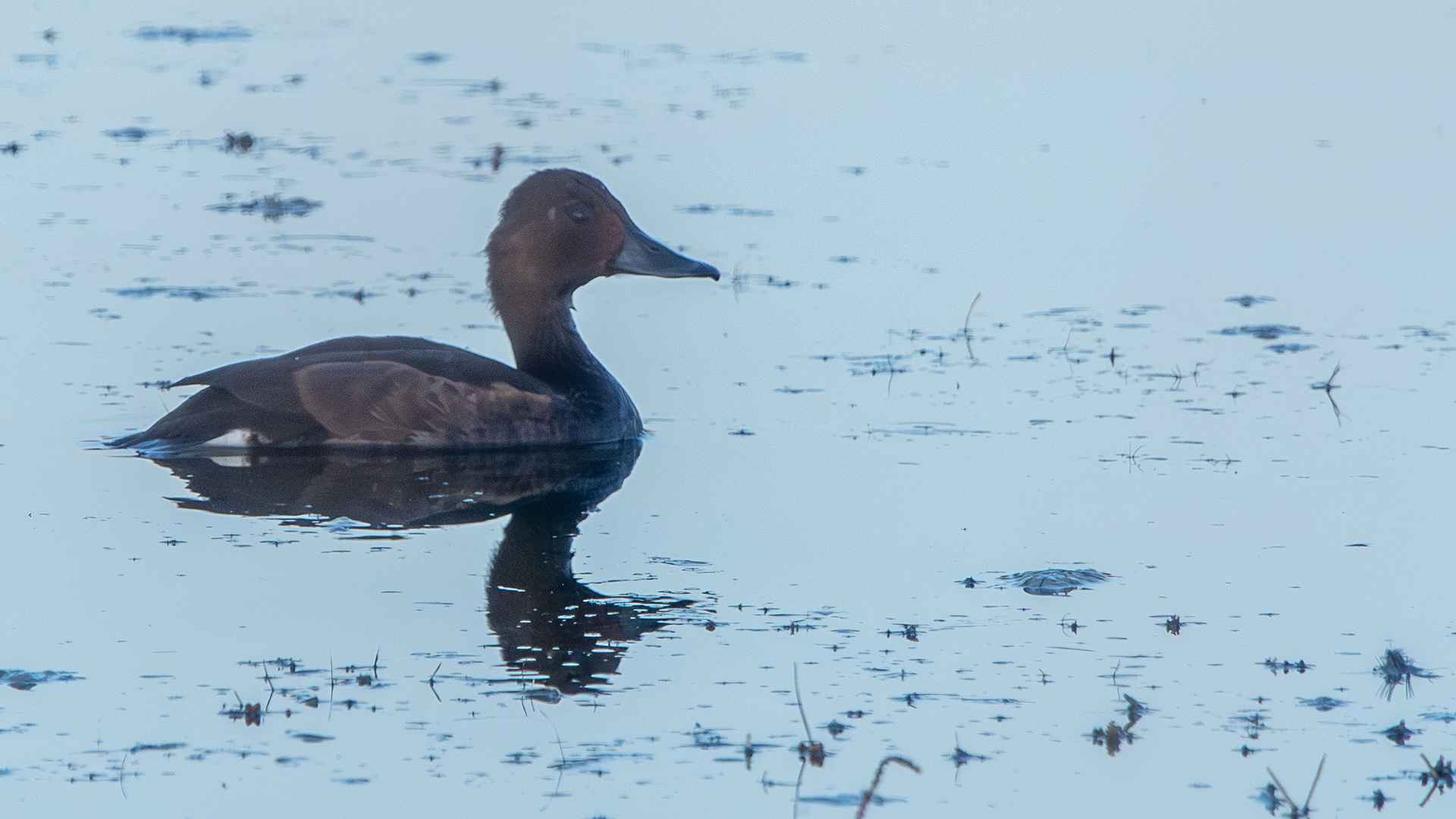 Ferruginous Duck